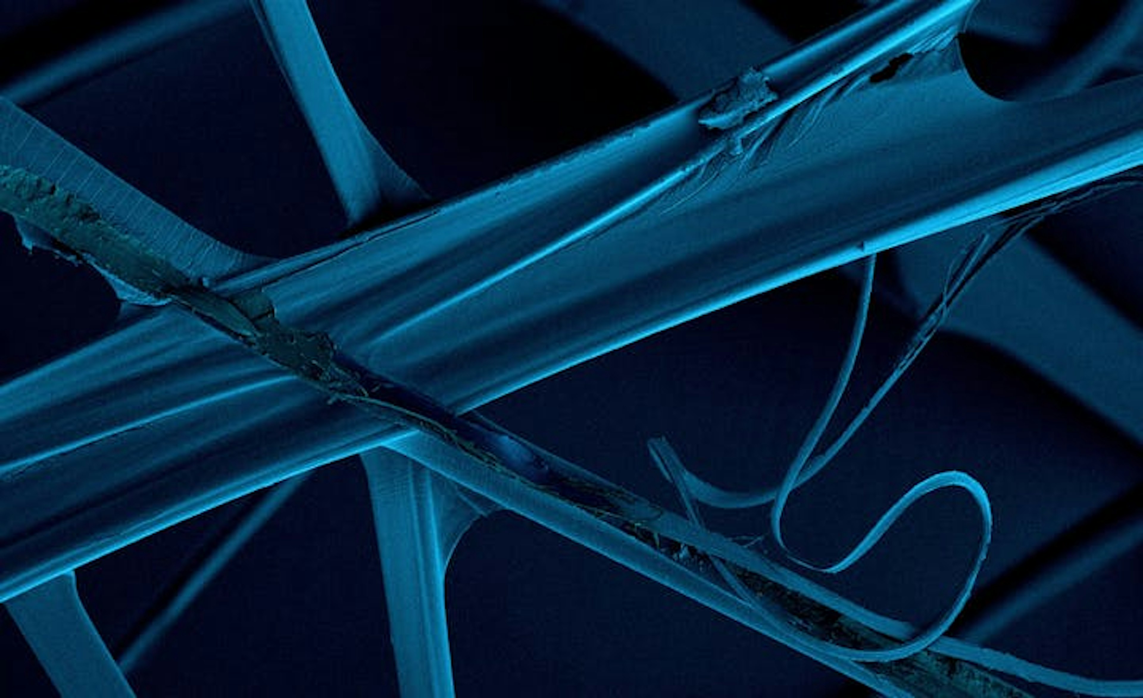 Microscopic view of long, blue pipes connected by fine blue filaments against a dark background