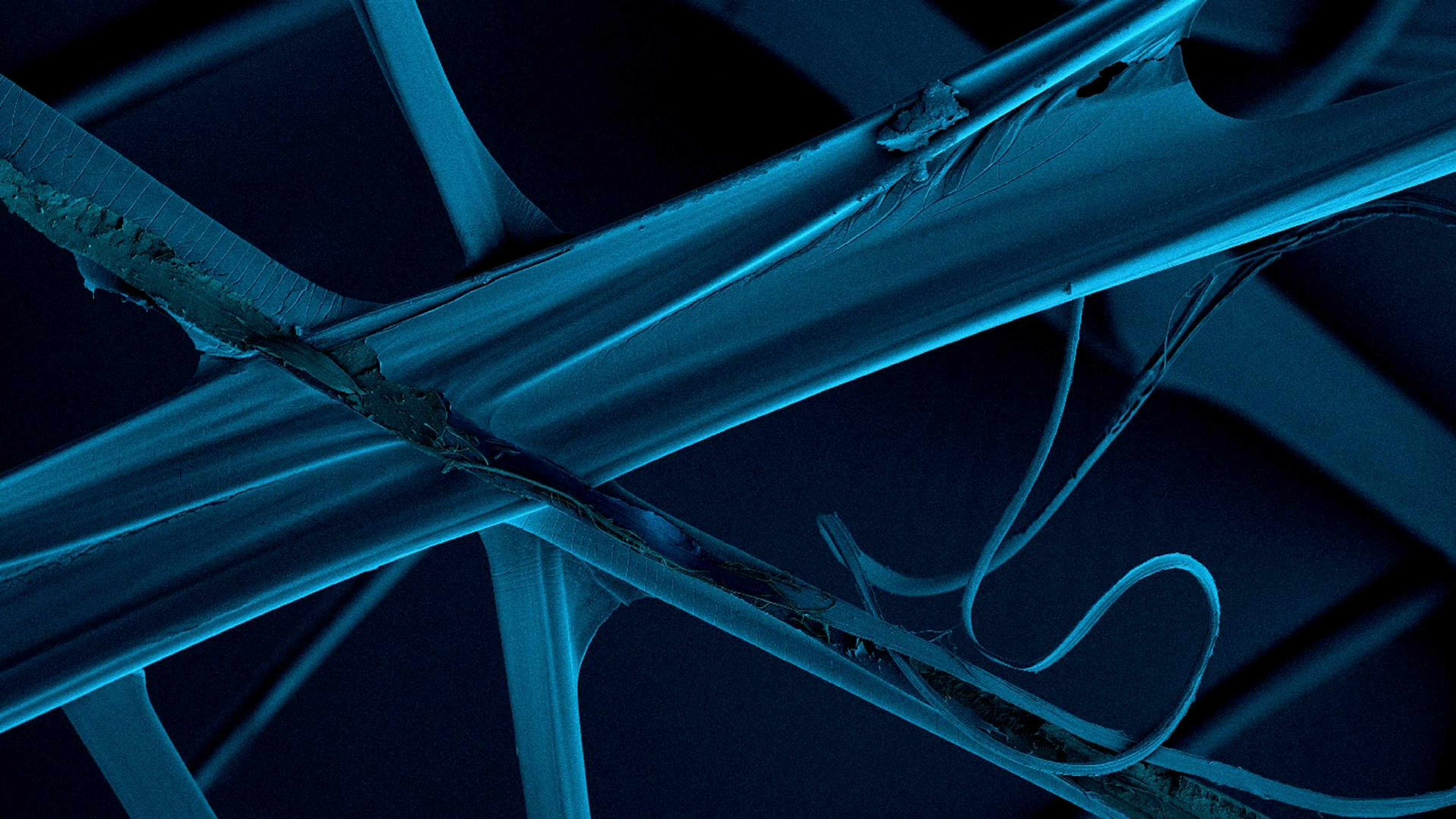 Microscopic view of long, blue pipes connected by fine blue filaments against a dark background