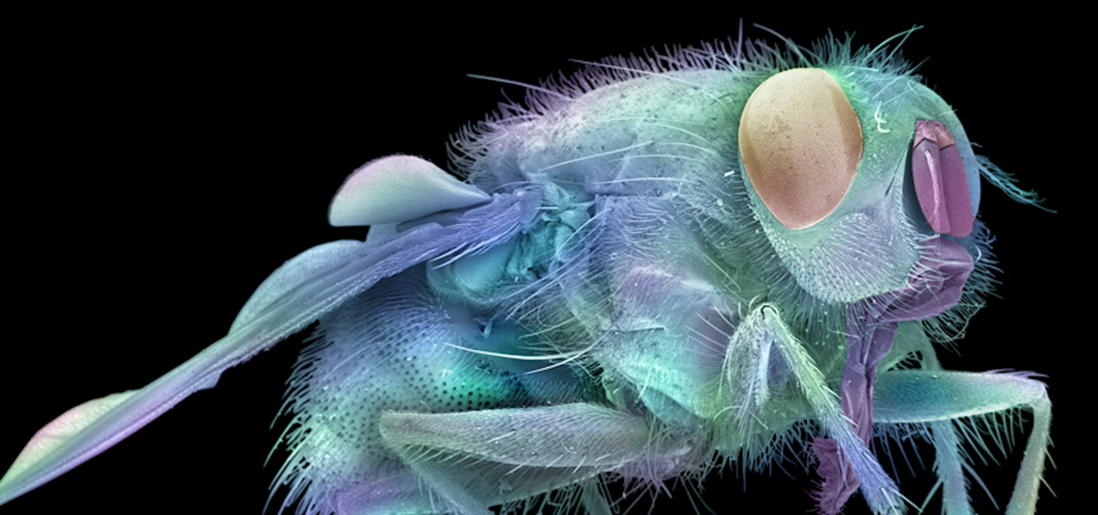 Microscopy photo of a fly.